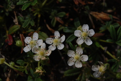 Potentilla saxifraga