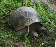 Chelonoidis niger porteri