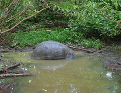 Chelonoidis niger porteri