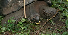 Chelonoidis niger porteri