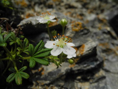 Potentilla saxifraga