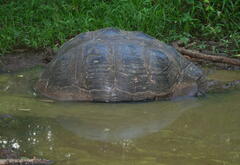 Chelonoidis niger porteri