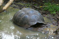 Chelonoidis niger porteri