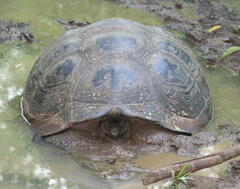 Chelonoidis niger porteri