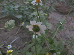 Amauria brandegeeana