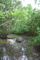Chelonoidis niger porteri