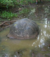 Chelonoidis niger porteri