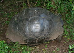 Chelonoidis niger porteri