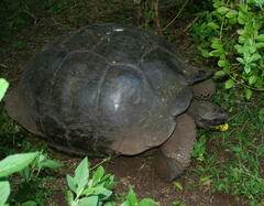 Chelonoidis niger porteri