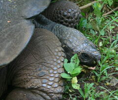 Chelonoidis niger porteri