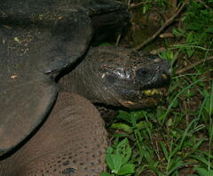 Chelonoidis niger porteri
