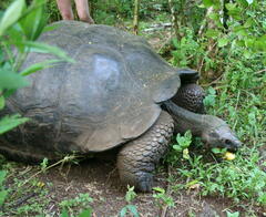 Chelonoidis niger porteri