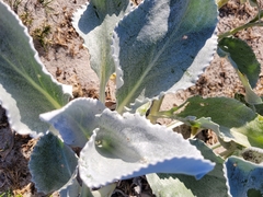 Senecio candidans
