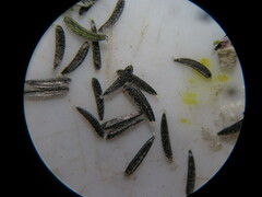 Amauria brandegeeana