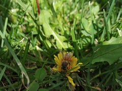 Apis mellifera