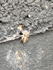 Menemerus bivittatus