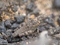 Arminda lancerottensis