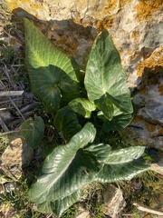 Arum pictum