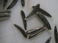 Amauria brandegeeana