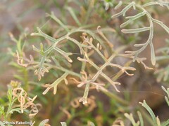 Carrichtera annua