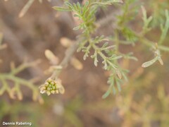 Carrichtera annua
