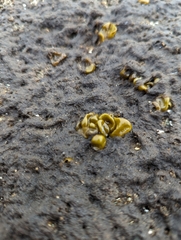 Leathesia marina