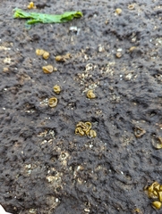 Leathesia marina