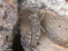 Arminda lancerottensis