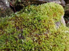 Herzogiella adscendens