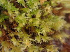 Herzogiella adscendens