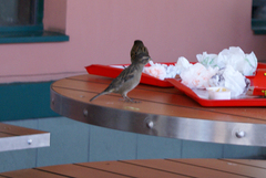 Passer domesticus