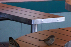Passer domesticus