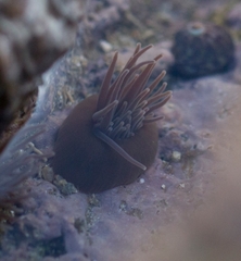 Actinia equina