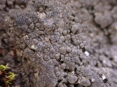 Hydropunctaria maura