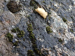 Hydropunctaria maura