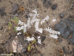 Forsskaolea angustifolia