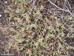 Helianthemum canariense