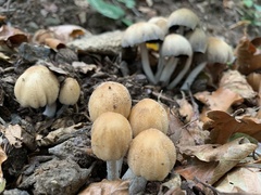 Coprinellus saccharinus