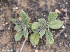 Heliotropium ramosissimum