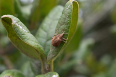 Gonipterus platensis