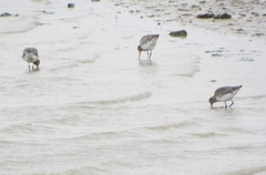 Limosa
