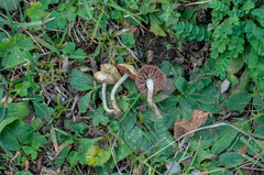 Stropharia pseudocyanea