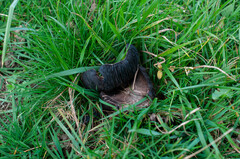 Agaricus subperonatus