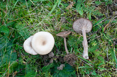 Pseudoclitocybe obbata