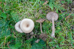 Pseudoclitocybe obbata