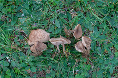 Lepista sordida aianthina