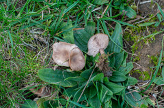 Lepista sordida aianthina