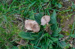 Lepista sordida aianthina