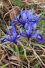 Iris reticulata