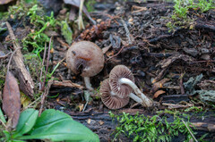 Coprinopsis pannucioides
